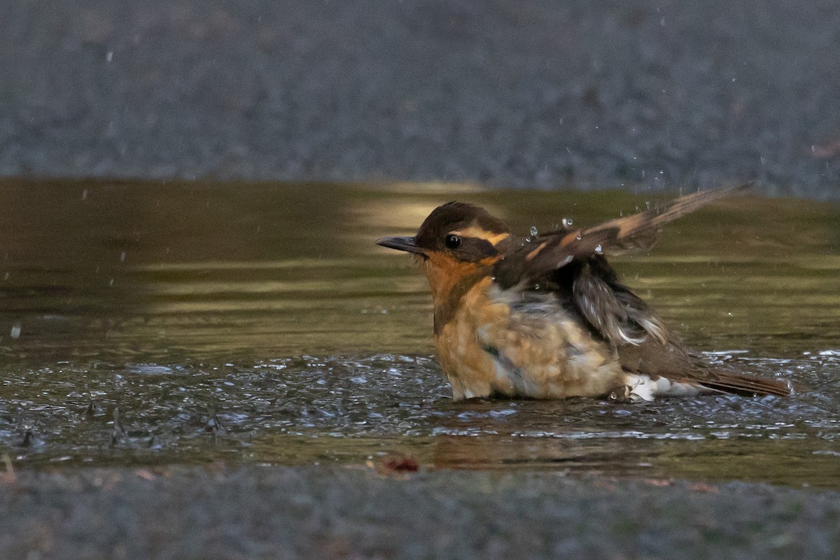 Varied Thrush - Audrey Addison