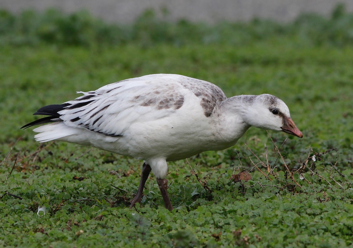 Ross's Goose - Don Roberson