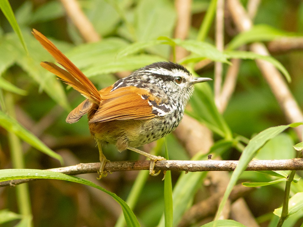 Rufous-tailed Antbird - Rafael Gonçalves Moreira