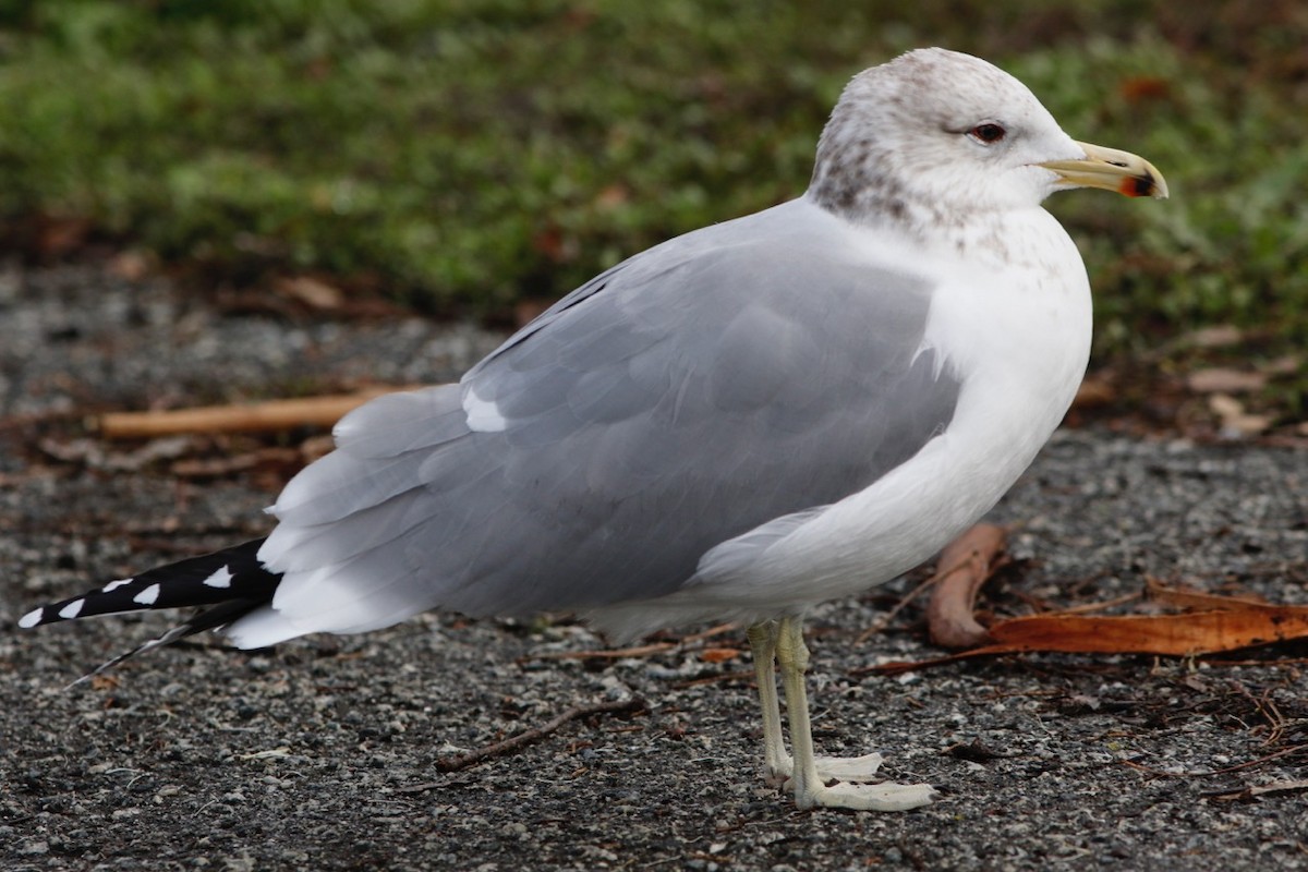 California Gull - ML194567661