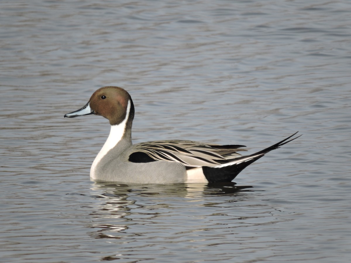 Northern Pintail - Dan Kadra