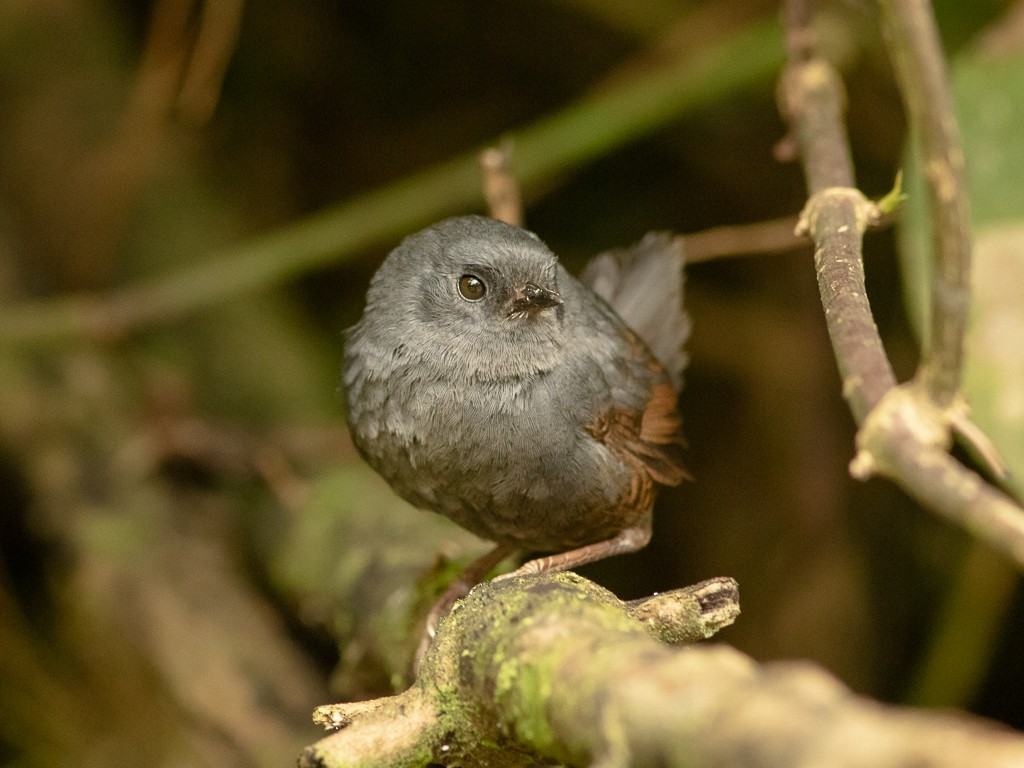 Mouse-colored Tapaculo - Rafael Gonçalves Moreira