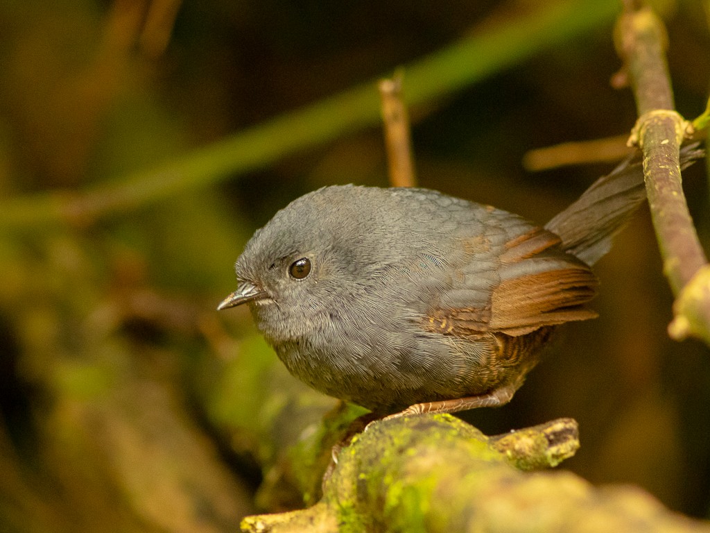 Mouse-colored Tapaculo - Rafael Gonçalves Moreira