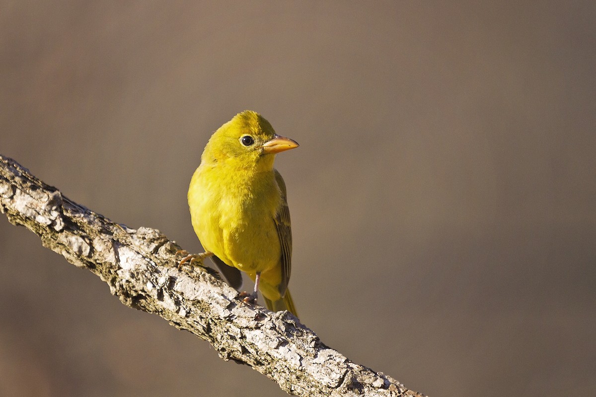Summer Tanager - ML194569681