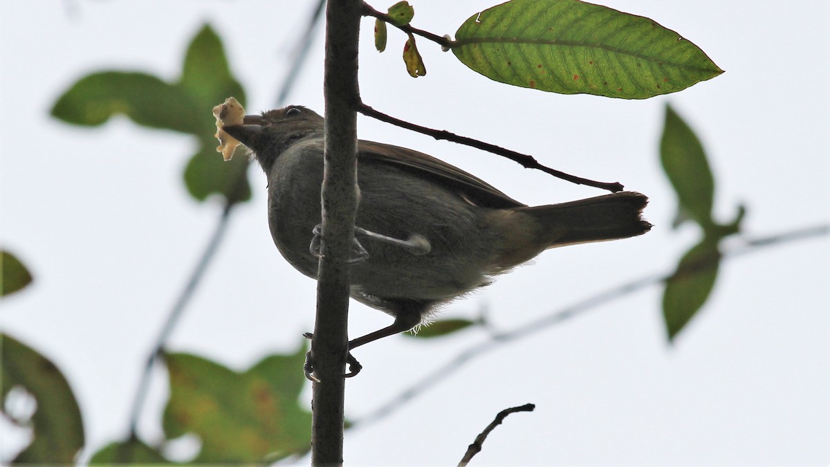 Lesser Antillean Bullfinch - ML194570781