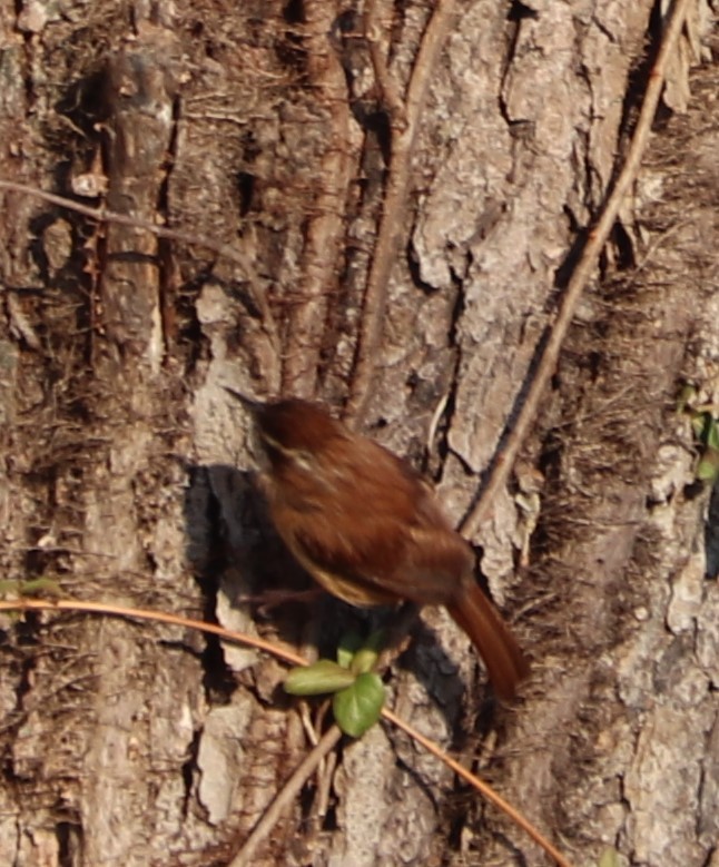 Carolina Wren - ML194570811