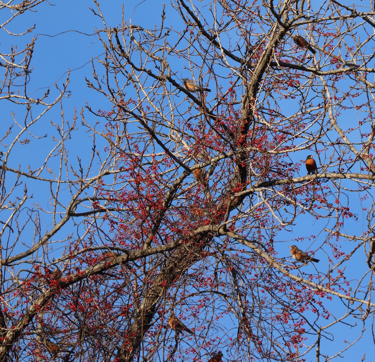 American Robin - ML194571501