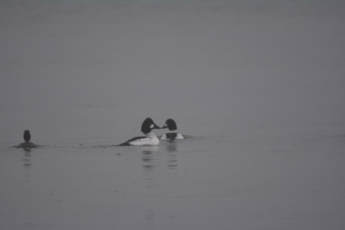 Common Goldeneye - ML194571841