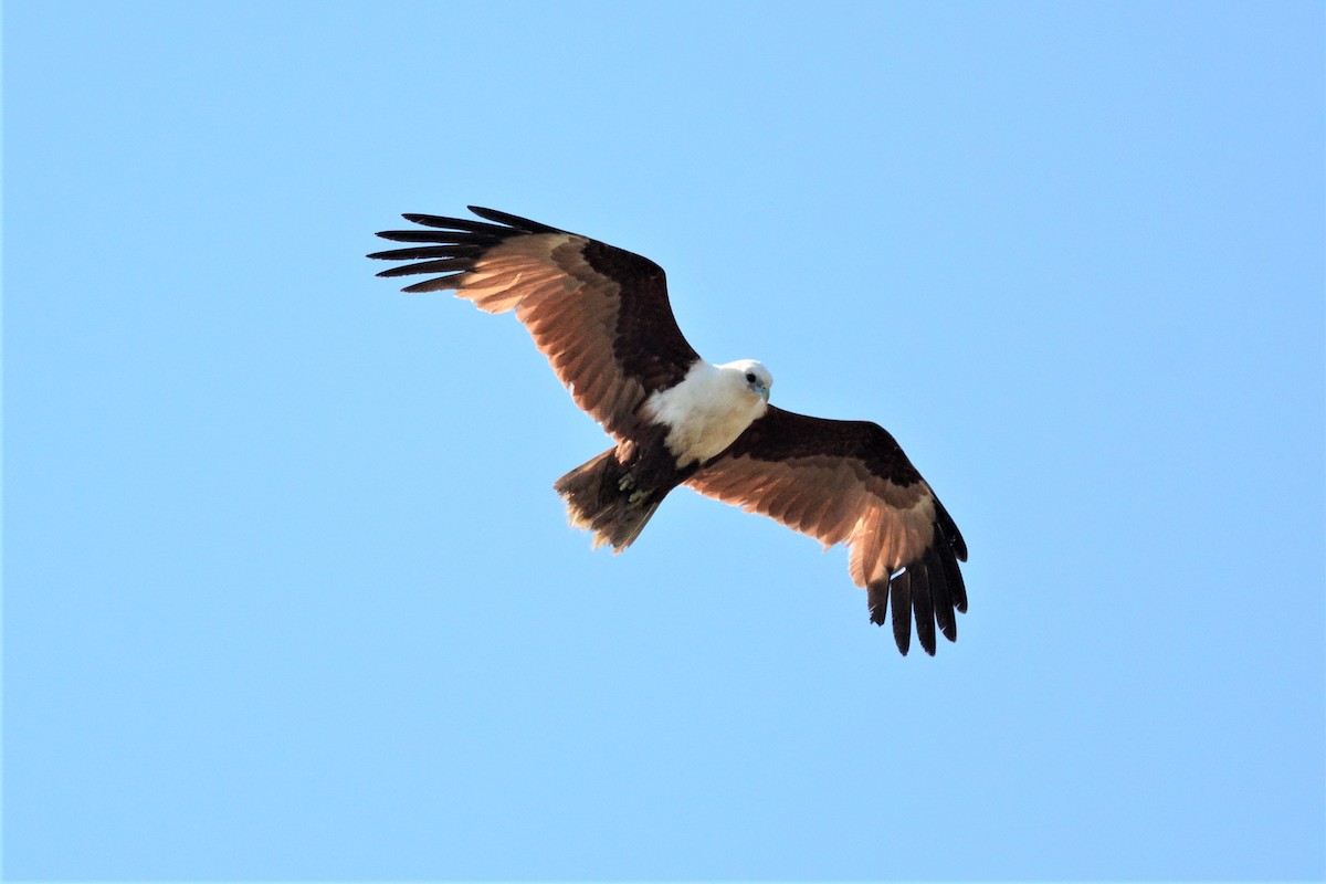 Brahminy Kite - ML194573041