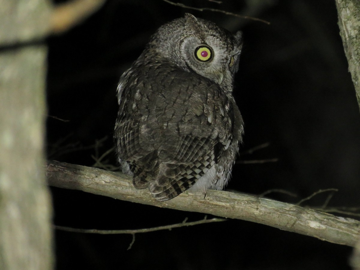 Eastern Screech-Owl - ML194573211