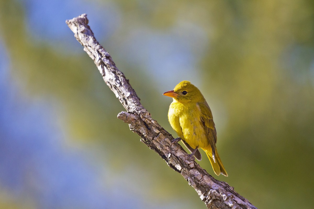 Summer Tanager - ML194574091