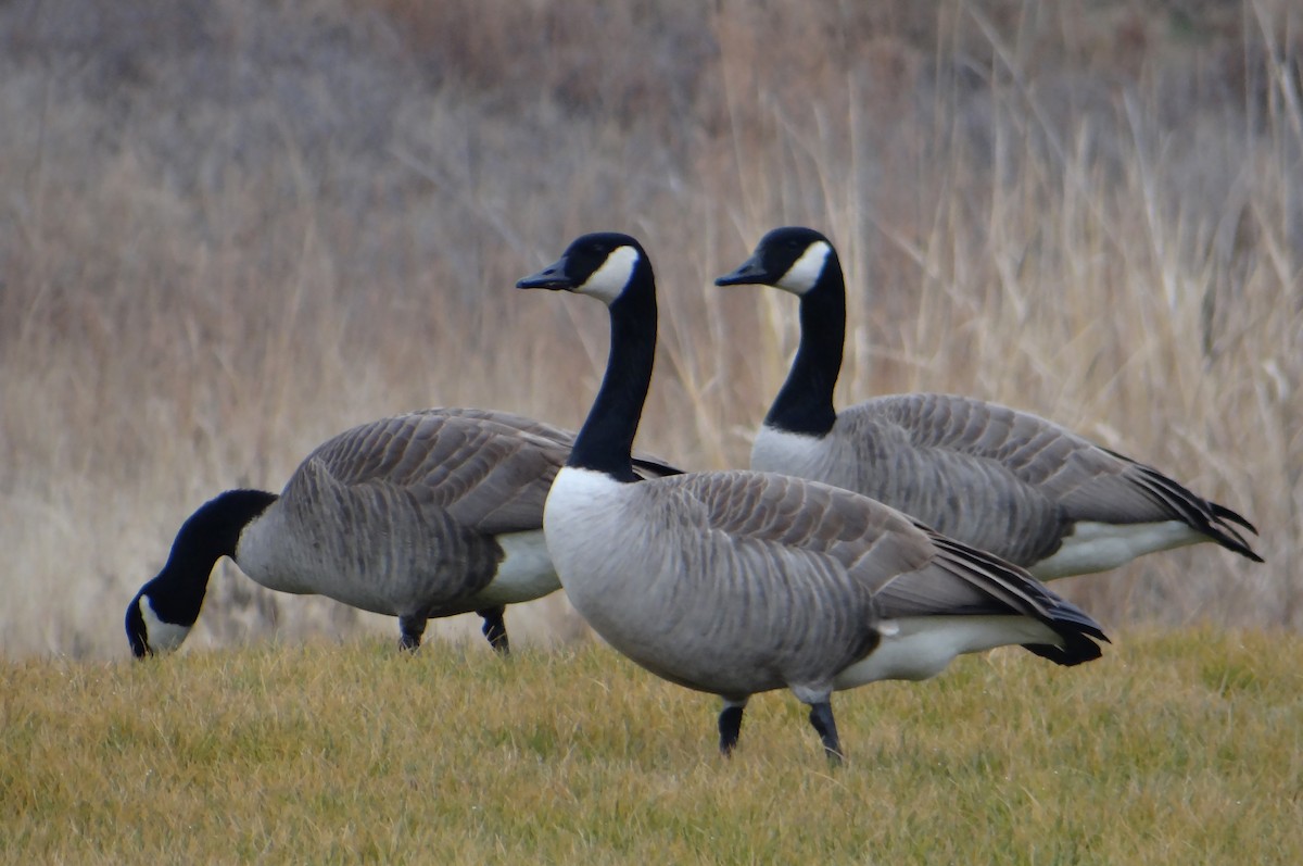 Canada Goose - ML194575921