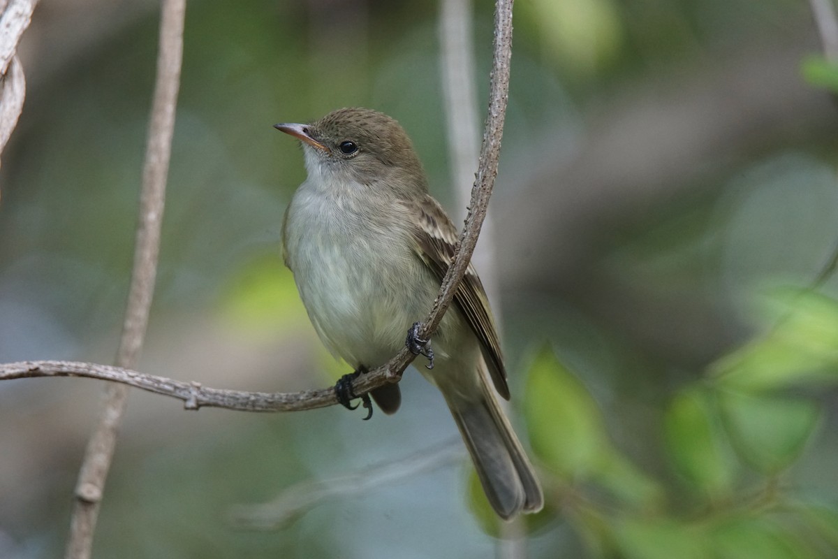 Caribbean Elaenia - Nevine Jacob