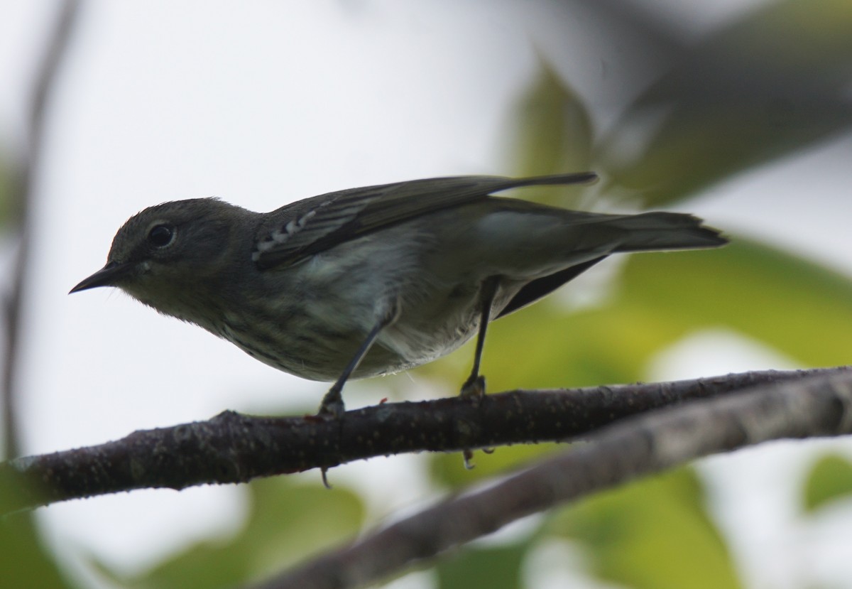 Cape May Warbler - ML194576291