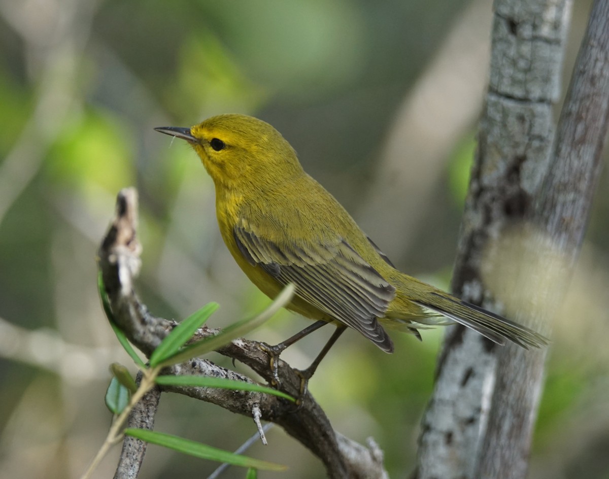 Vitelline Warbler - Nevine Jacob