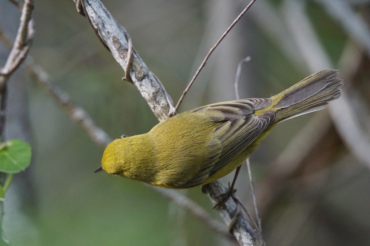 Vitelline Warbler - ML194576521