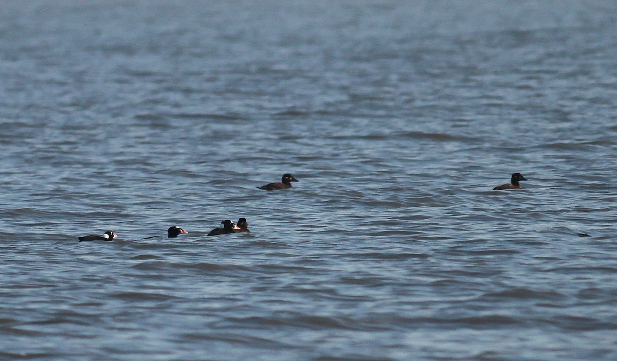 Surf Scoter - Bob Fogg