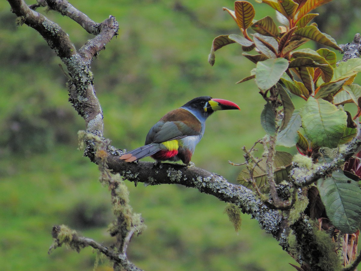 Gray-breasted Mountain-Toucan - ML194578961