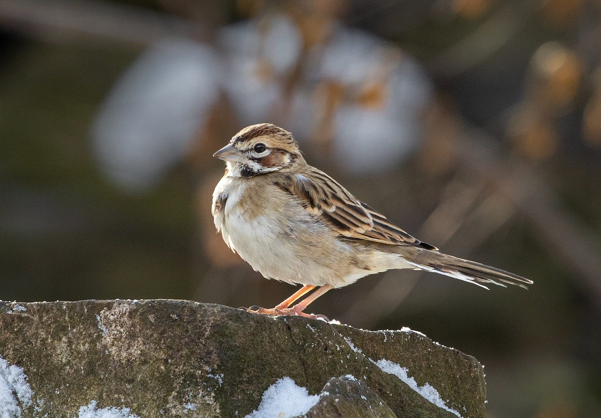 Lark Sparrow - ML194579981