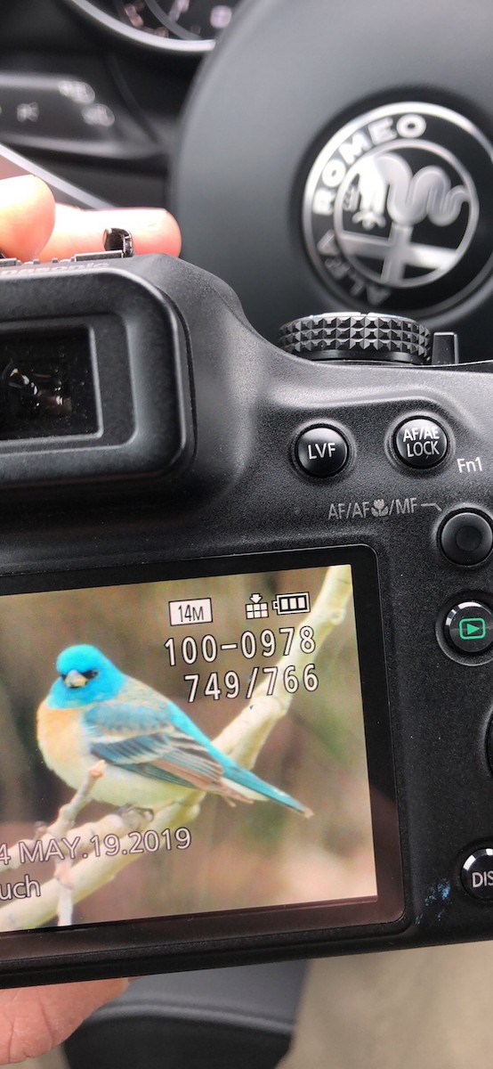 Lazuli Bunting - Rob Freeman