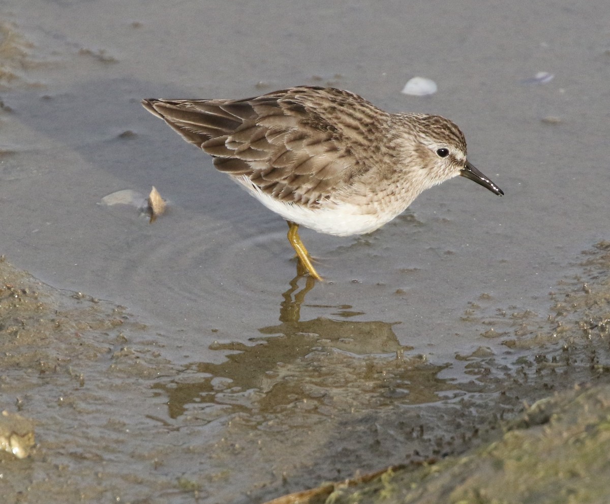 Least Sandpiper - Mike "mlovest" Miller