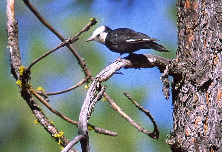 White-headed Woodpecker - ML194582461