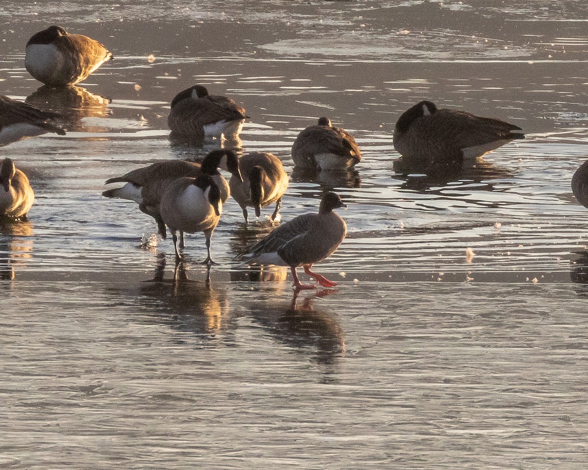 Pink-footed Goose - Robert Reed