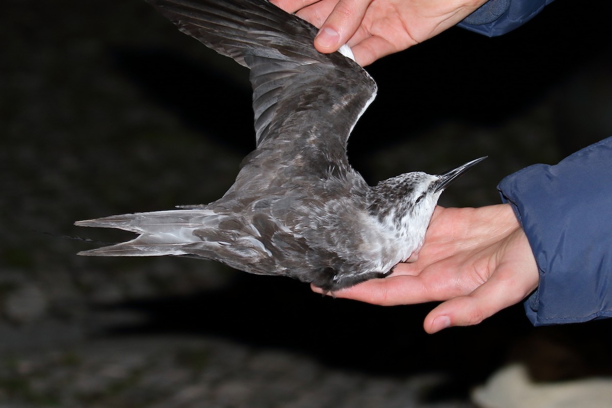 Bridled Tern - António Gonçalves