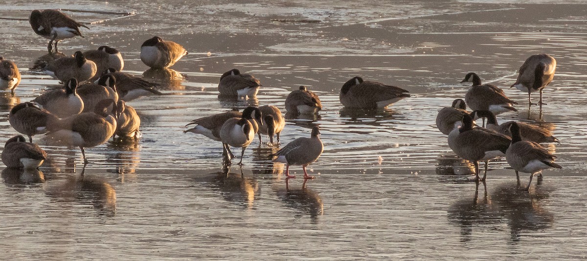 Pink-footed Goose - ML194582891