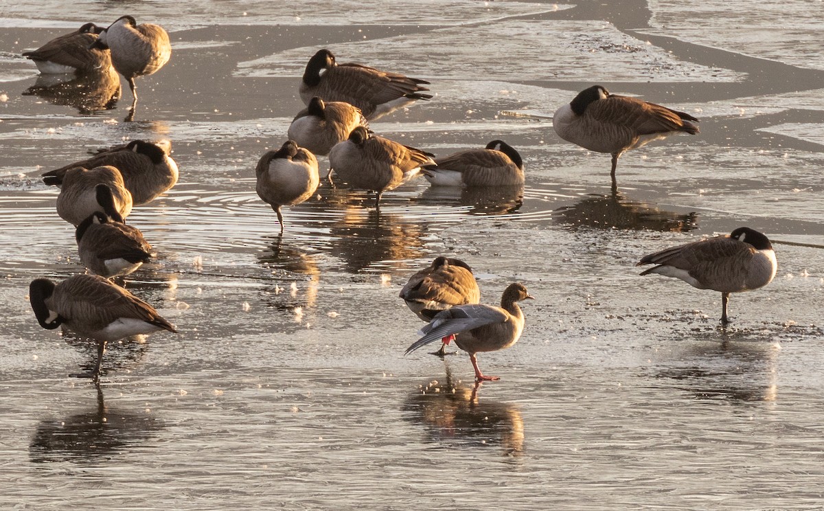 Pink-footed Goose - ML194582941