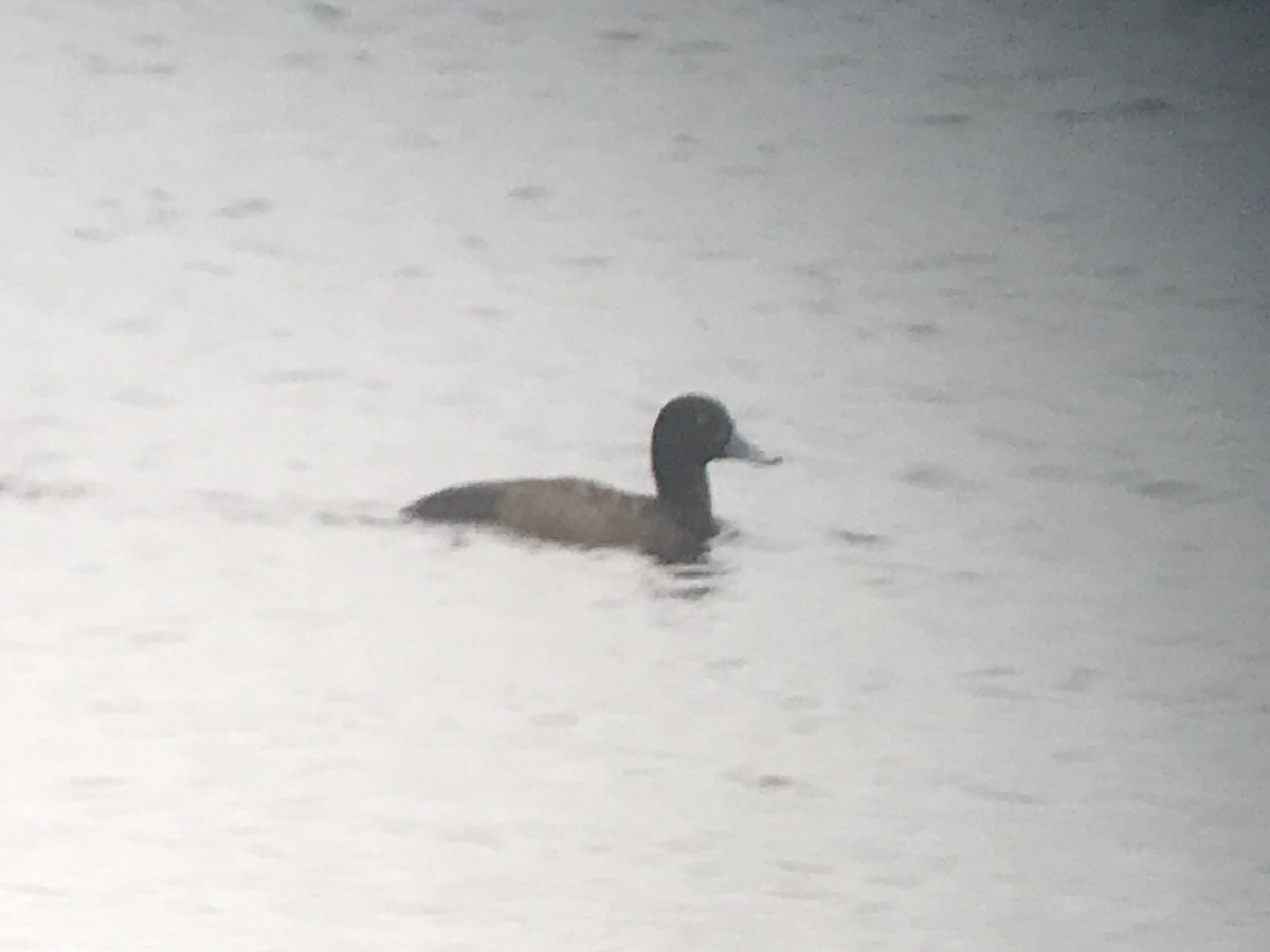 Greater Scaup - ML194583451