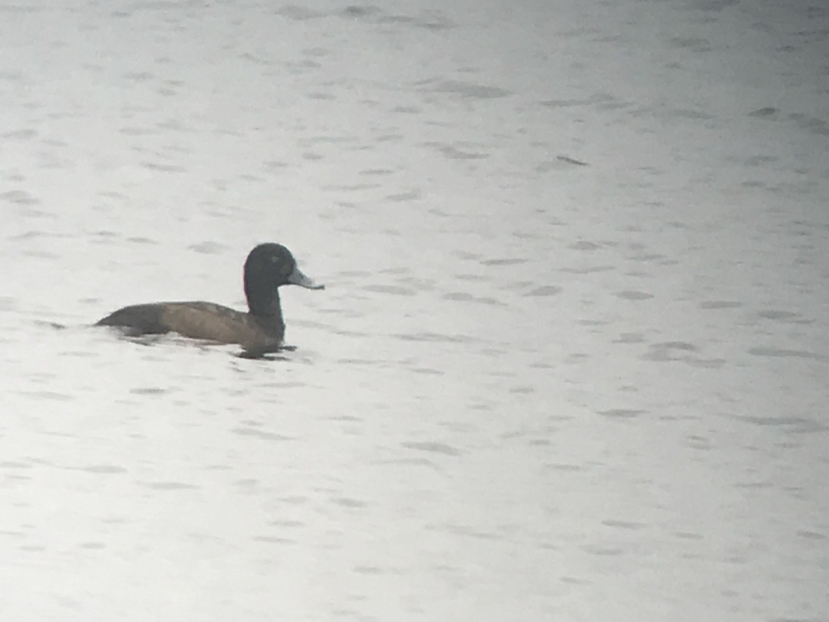 Greater Scaup - ML194583461