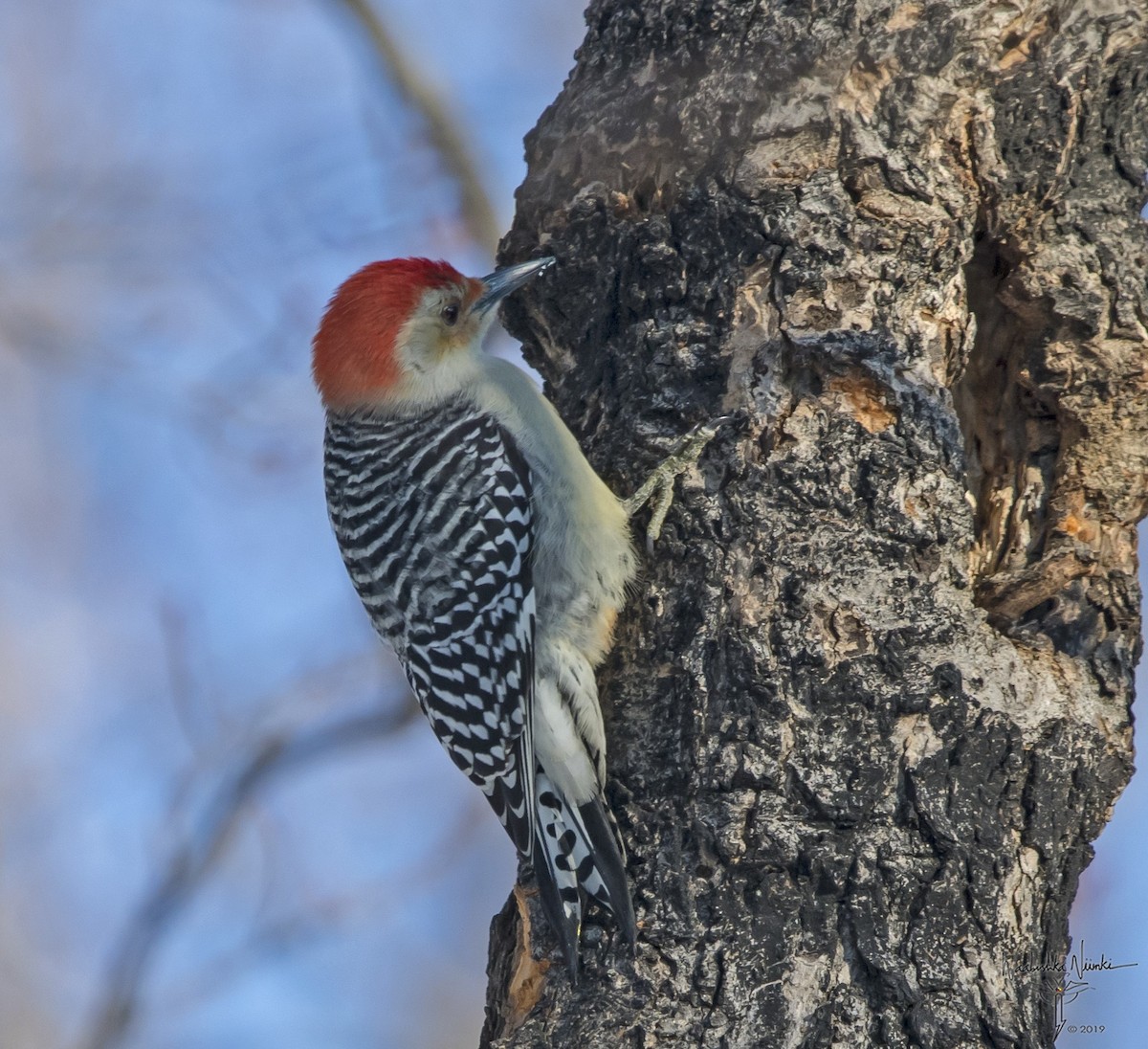 Red-bellied Woodpecker - ML194583791