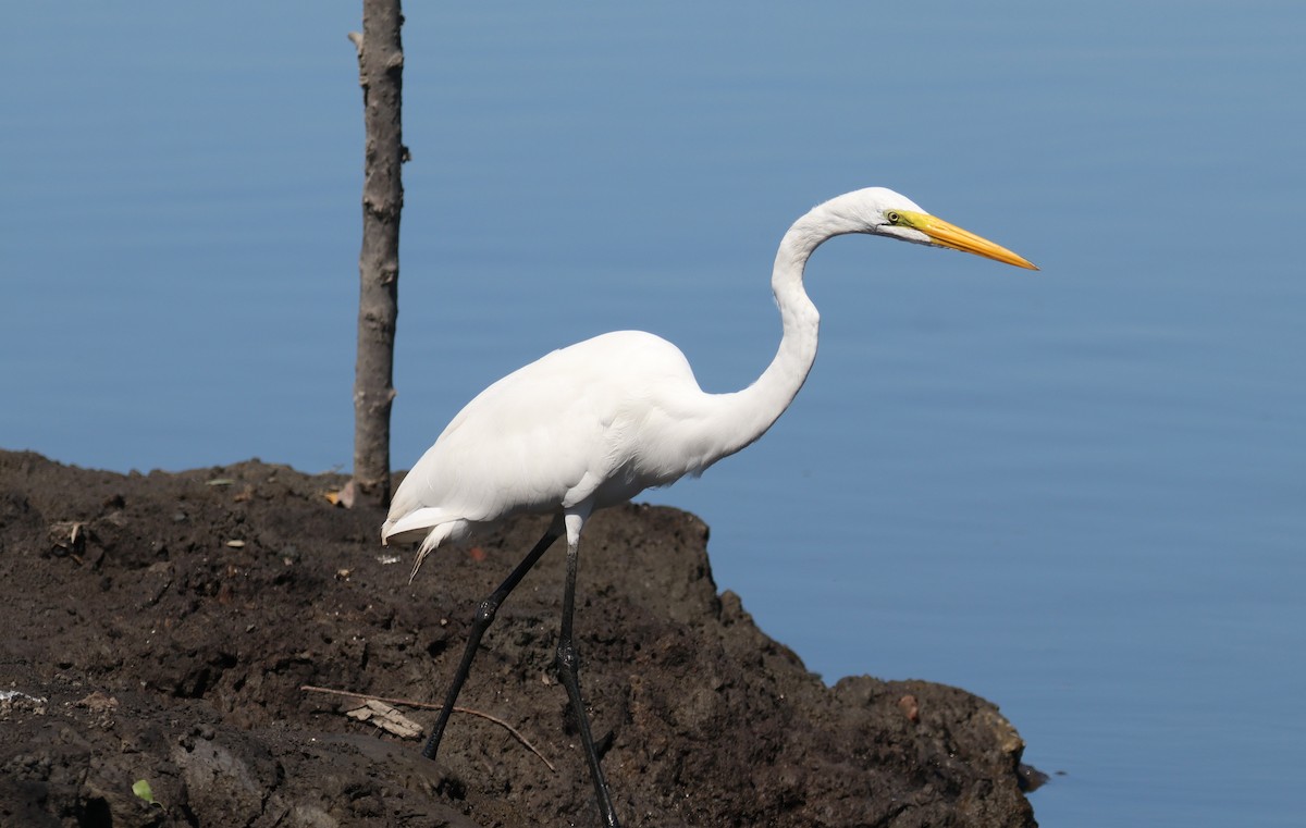 Great Egret - Chuck Gates