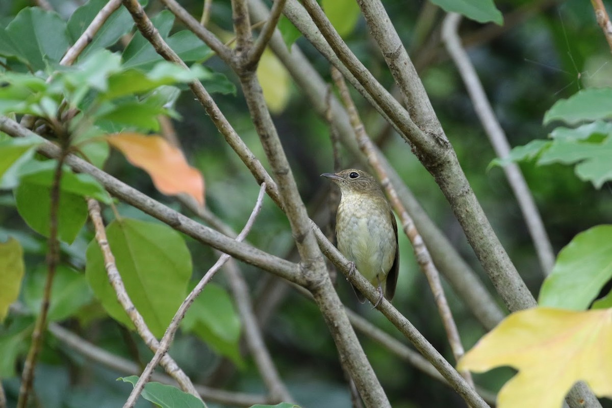 Narcissus Flycatcher - ML194587551