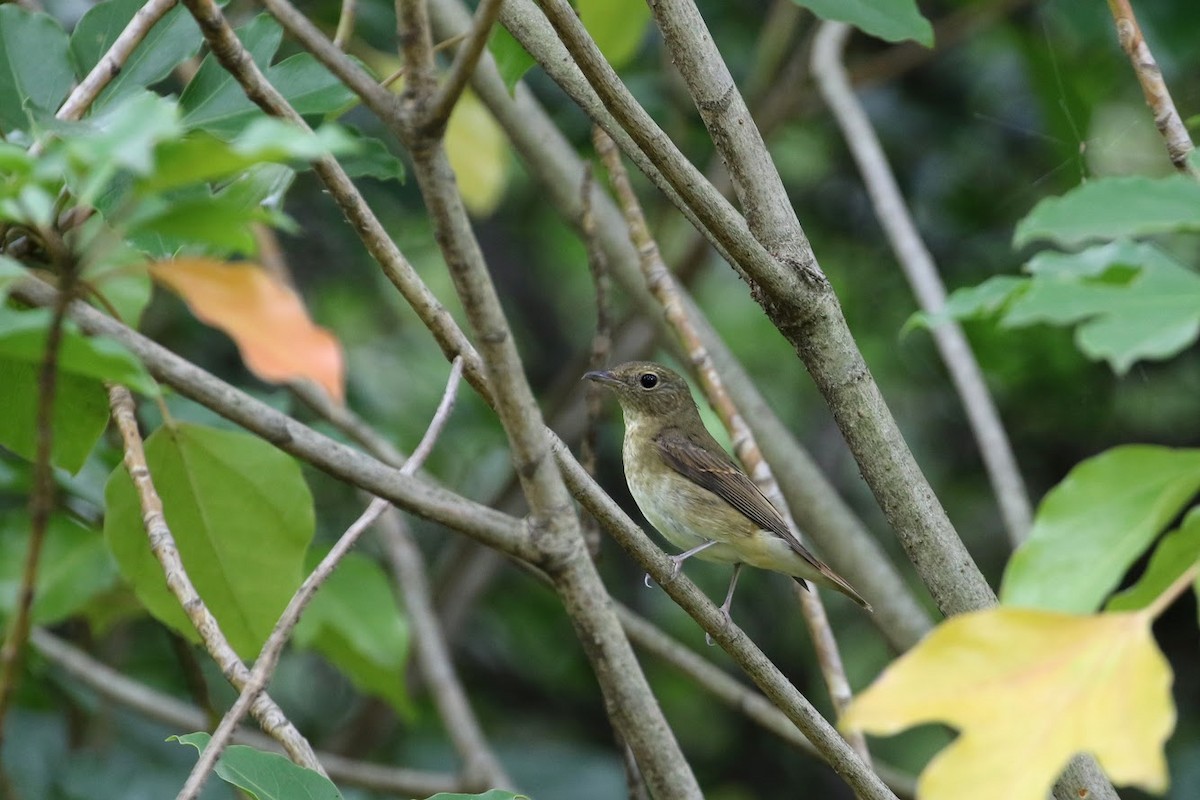 Narcissus Flycatcher - ML194587561