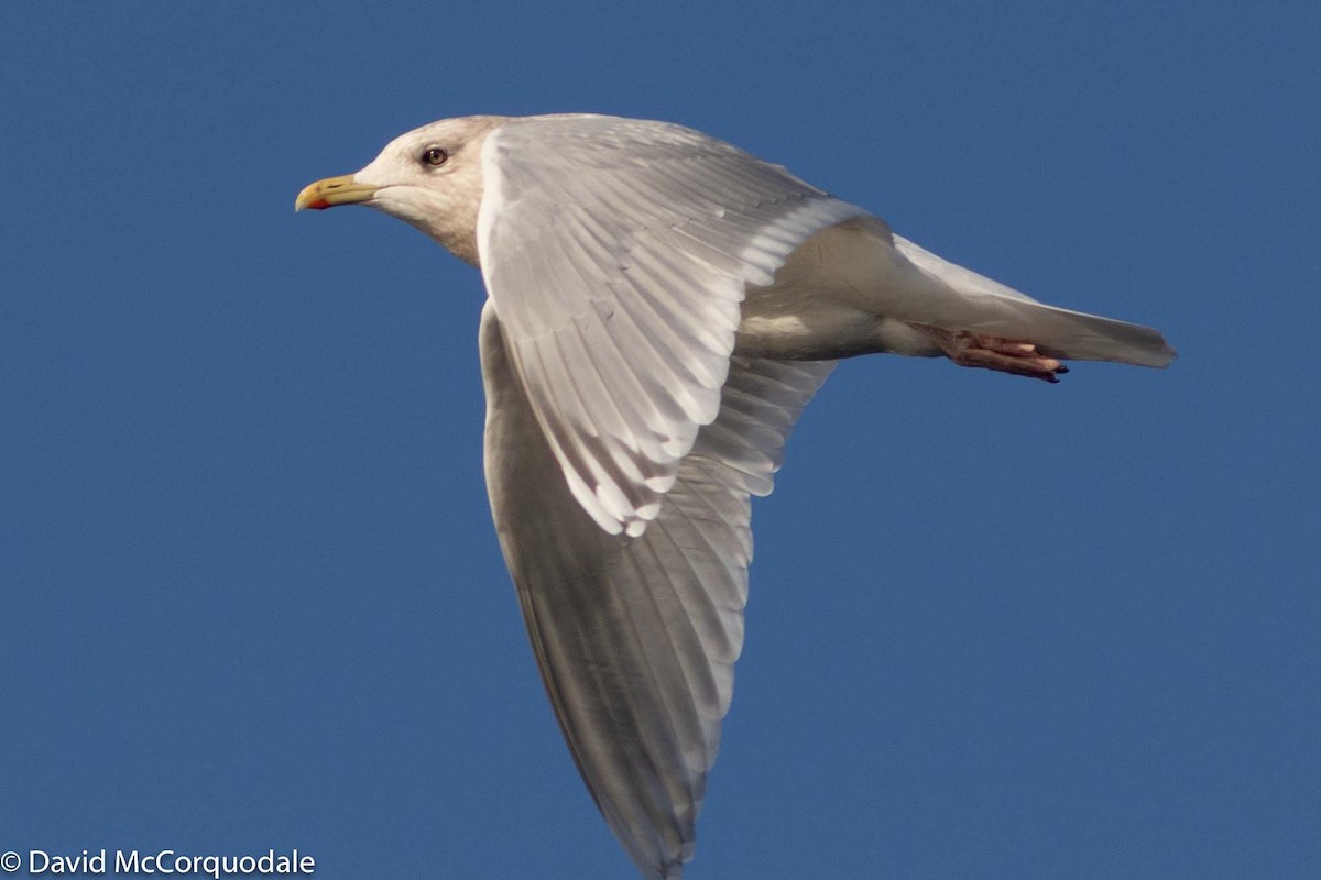 Iceland Gull (kumlieni) - ML194587691