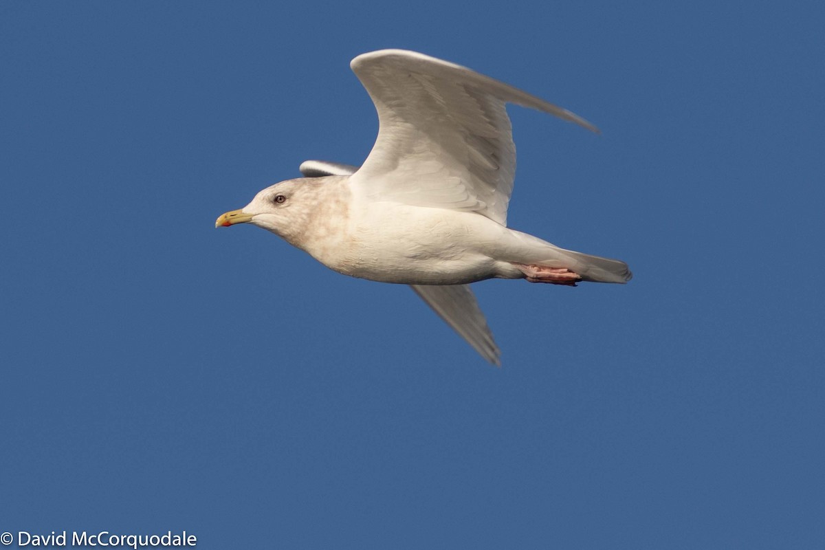 Gaviota Groenlandesa (kumlieni) - ML194587711