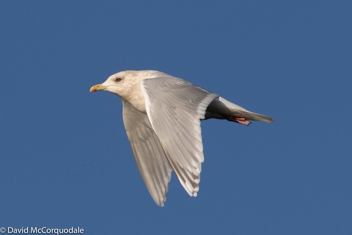 Gaviota Groenlandesa (kumlieni) - ML194587731