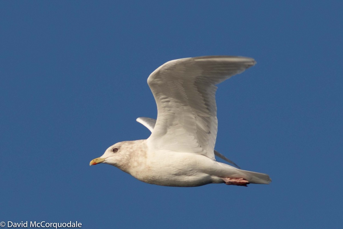 Gaviota Groenlandesa (kumlieni) - ML194587741