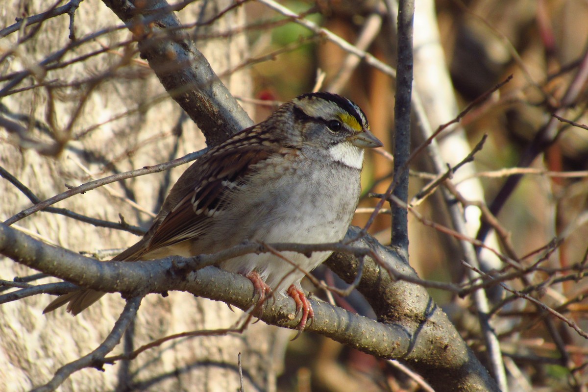 White-throated Sparrow - ML194589161