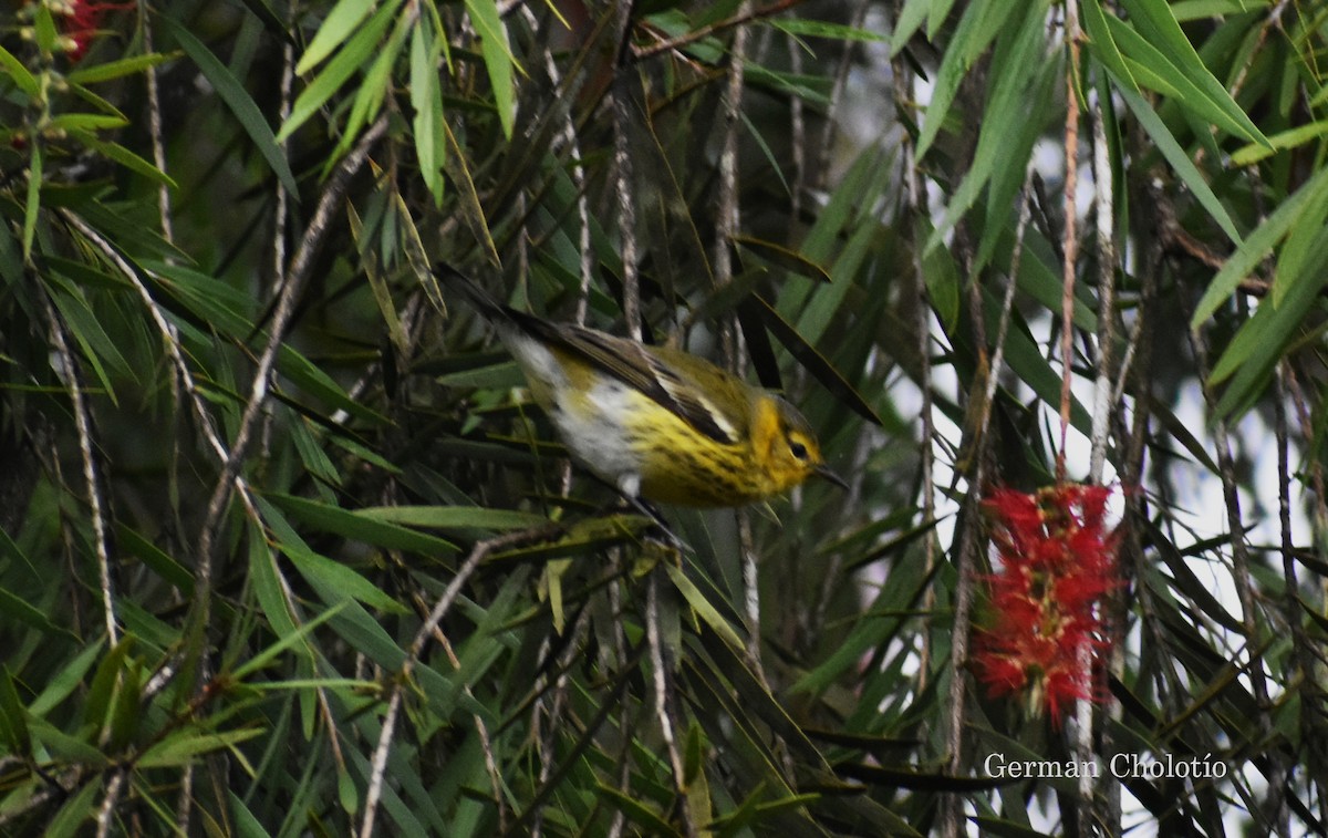 Cape May Warbler - ML194589941