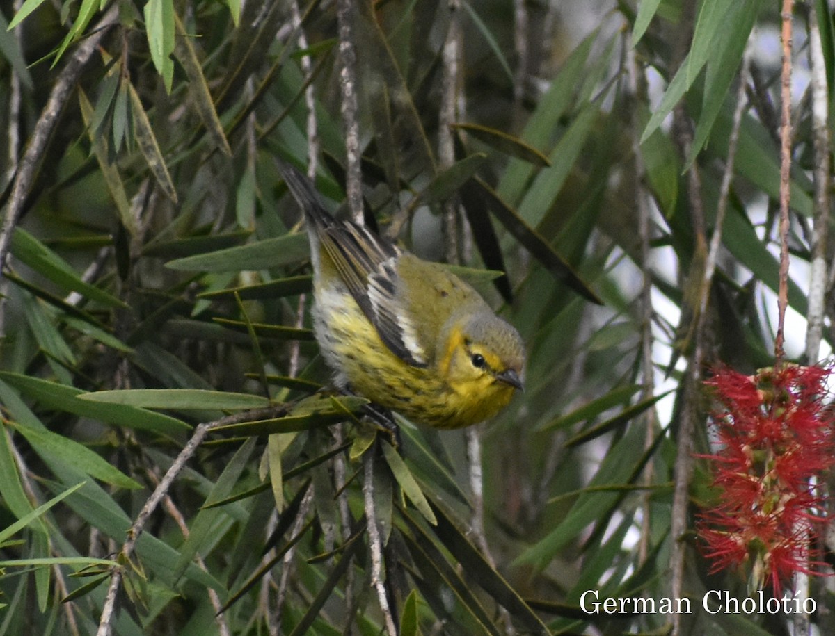 Cape May Warbler - ML194589961