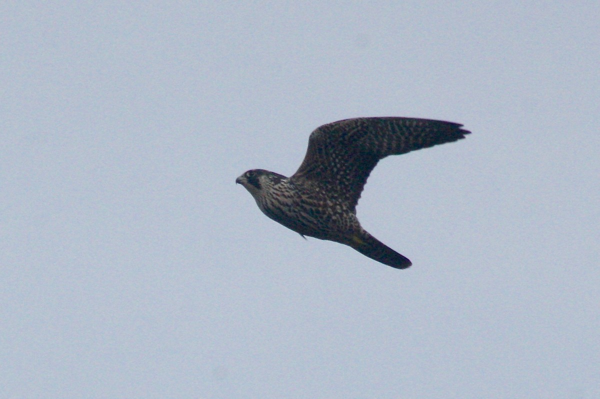 Peregrine Falcon - Nancy Villone