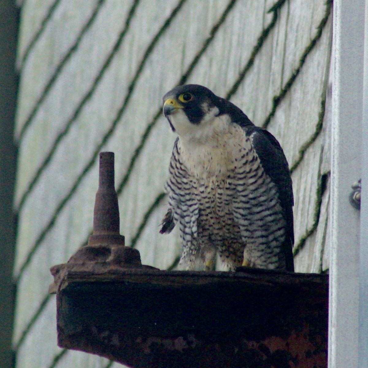 Peregrine Falcon - Nancy Villone