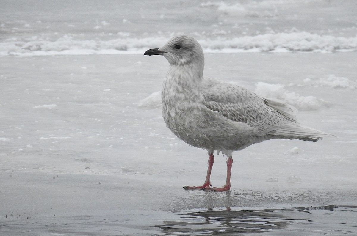 Iceland Gull - ML194591691