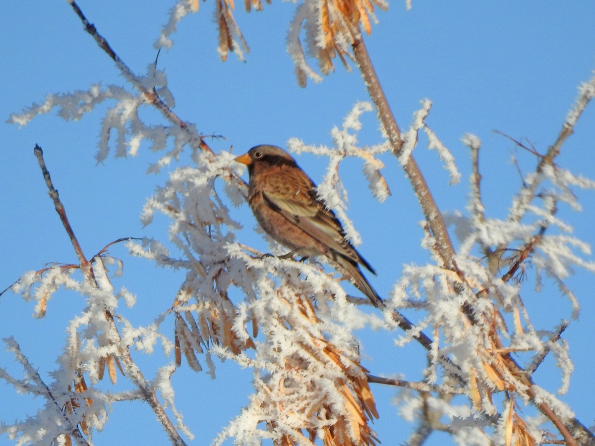 Gray-crowned Rosy-Finch - ML194593021
