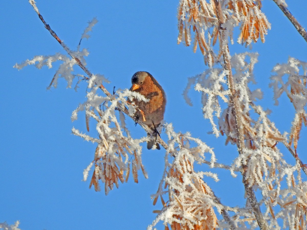 Gray-crowned Rosy-Finch - ML194593031