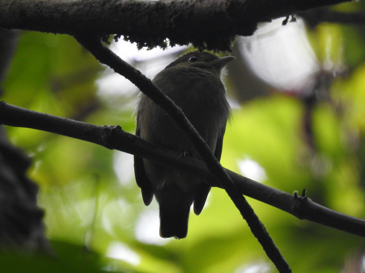 Red-capped Manakin - ML194598271