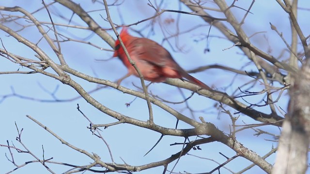 Cardinal rouge - ML194599251